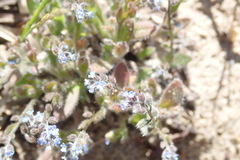 Myosotis ramosissima
