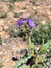 Phacelia corrugata