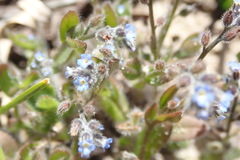 Myosotis ramosissima