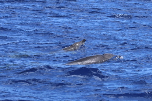 ヒガシアメリカオウギハクジラ