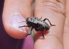 Pycnogaster jugicola