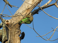 Poicephalus cryptoxanthus cryptoxanthus