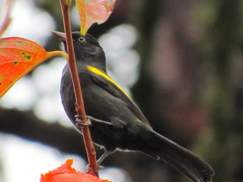 Golden-winged Cacique (Cacicus chrysopterus), photo 4
