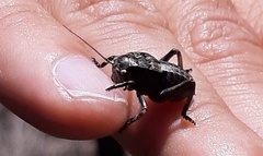 Pycnogaster jugicola