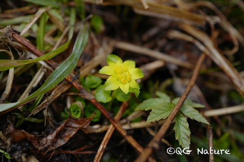 Chrysosplenium pseudofauriei iNat (2)