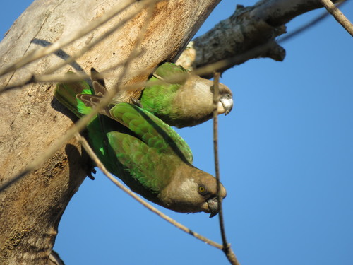 Poicephalus cryptoxanthus