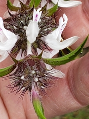 Monarda clinopodioides