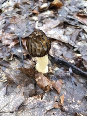 Morchella angusticeps