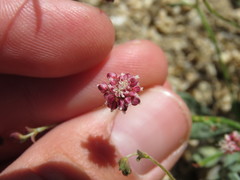 Eriogonum maculatum