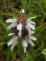 Monarda clinopodioides