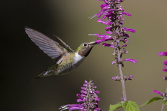 Salvia iodantha