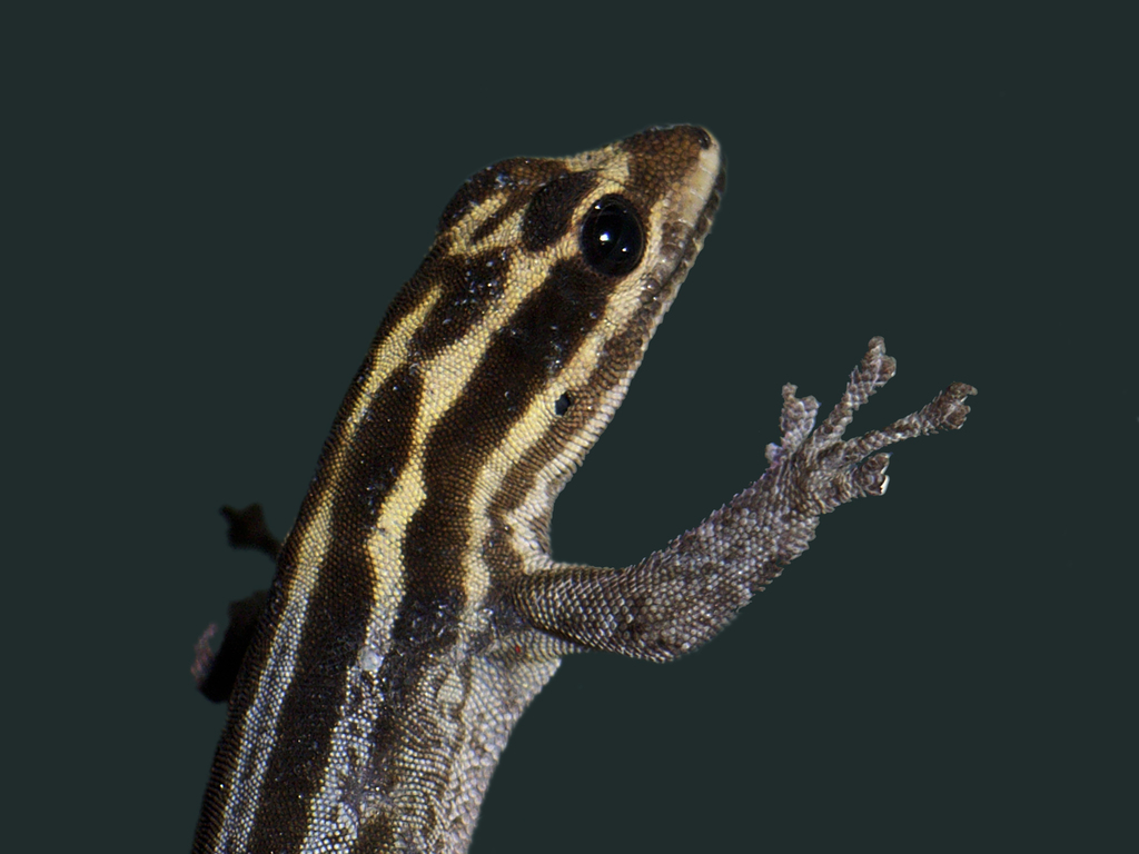 Kim Howell's Dwarf Gecko