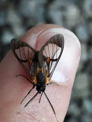 Cosmosoma centralis