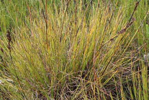 Image of Tetraria flexuosa by (c) Tony Rebelo, some rights reserved (CC BY-SA)
