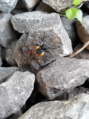 Cosmosoma centralis