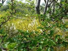 Misodendrum punctulatum