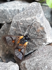 Cosmosoma centralis