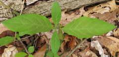 Lonicera dioica