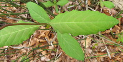 Lonicera dioica