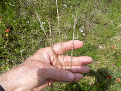 Aristida purpurea wrightii