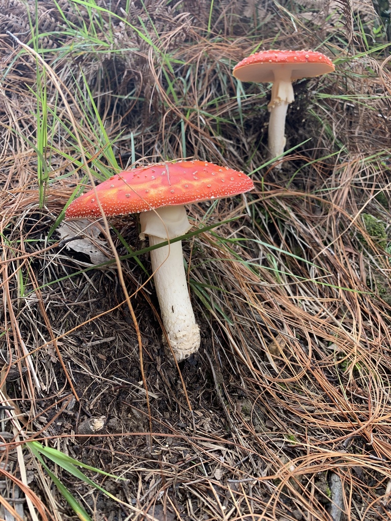 Amanita muscaria flavivolvata · April 2019 · photo: © moorebuesing (iNaturalist, cc0)