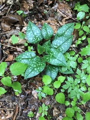 Pulmonaria officinalis