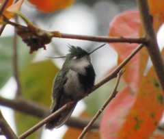 Stephanoxis loddigesii