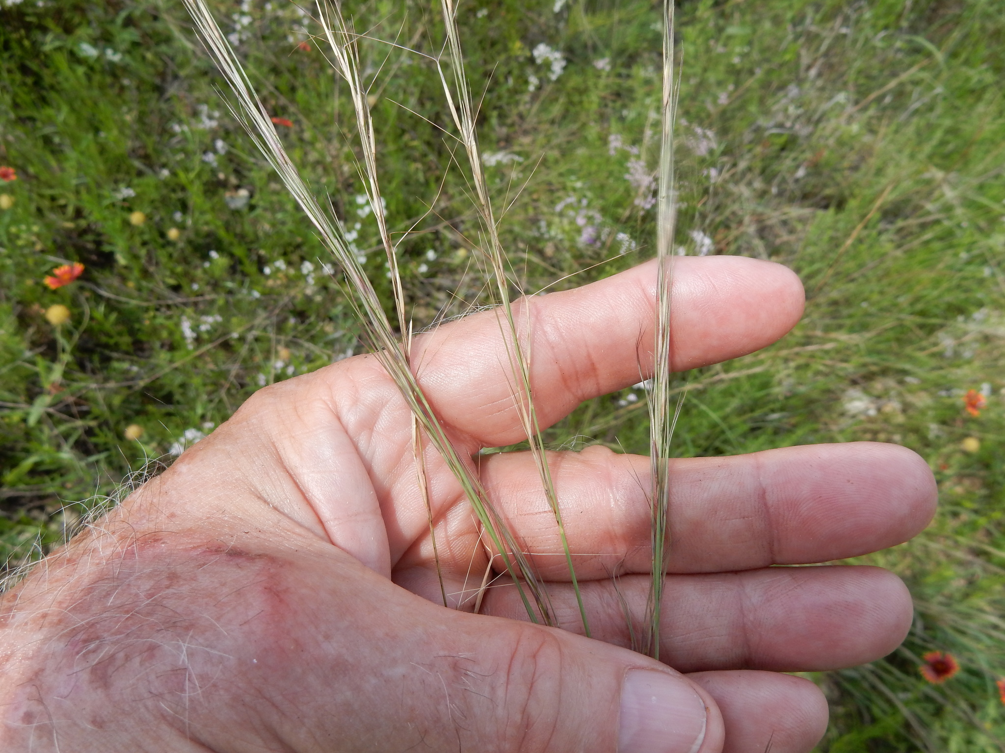 Aristida purpurea var. wrightii