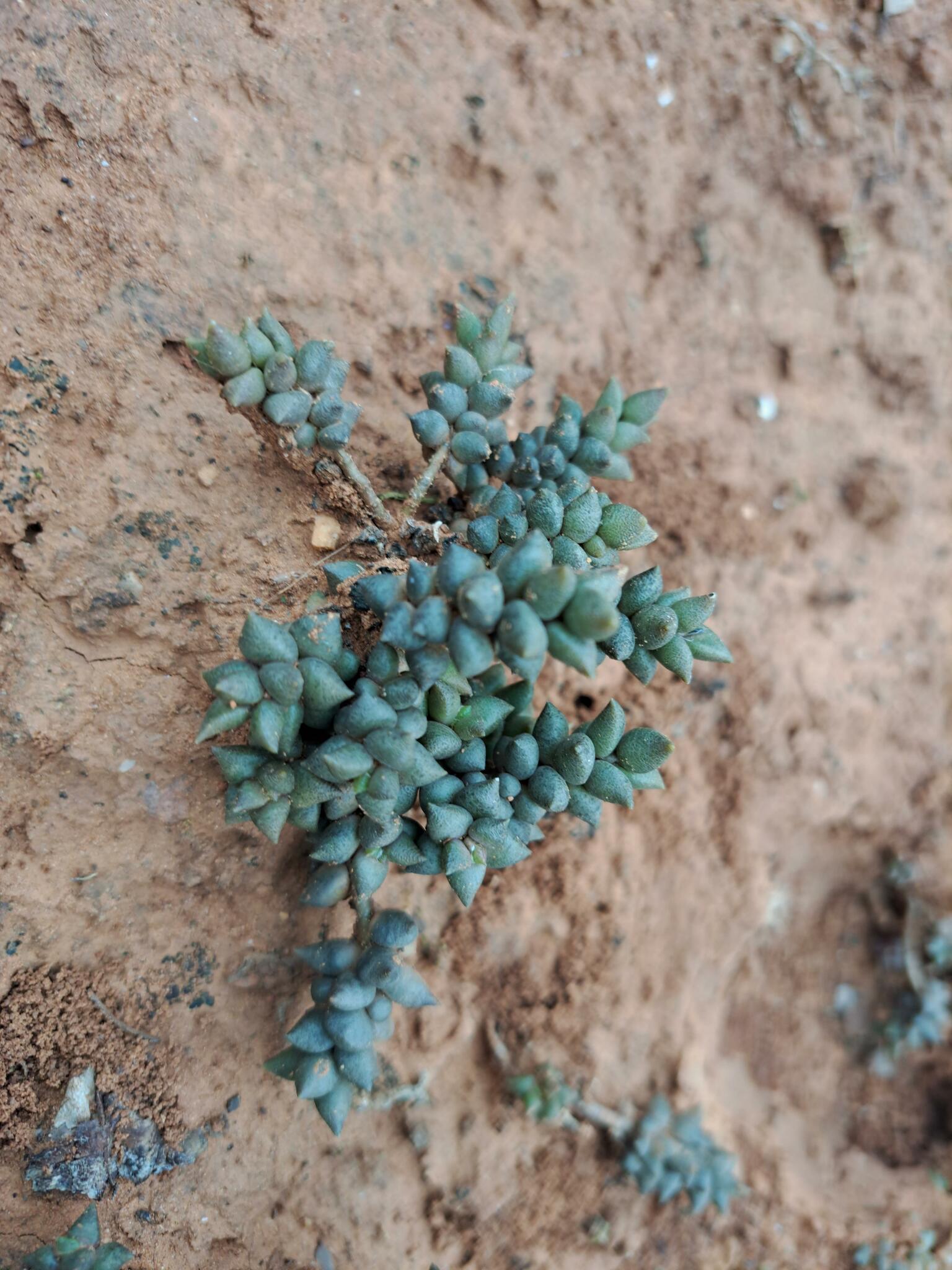 Imagem de Rosa-do-deserto