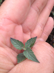 Agastache parvifolia