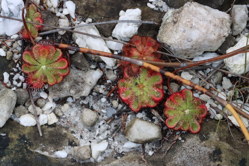 Image of Drosera xerophila by (c) Tony Rebelo, some rights reserved (CC BY-SA)