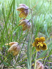Fritillaria atropurpurea