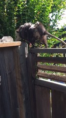 Didelphis virginiana