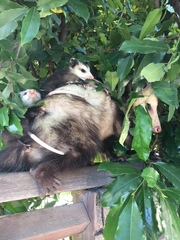 Didelphis virginiana