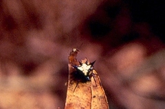 Gasteracantha theisi