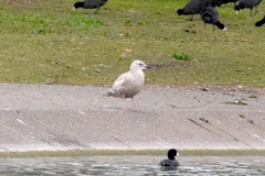 Larus glaucoides thayeri