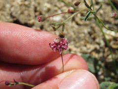 Eriogonum maculatum