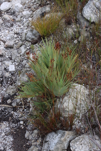 Image of Nivenia stokoei by (c) Tony Rebelo, some rights reserved (CC BY-SA)