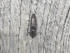 Actenicerus siaelandicus