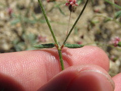 Eriogonum maculatum