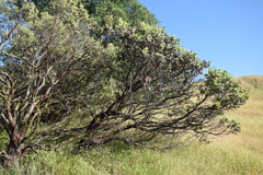 Arctostaphylos viscida viscida