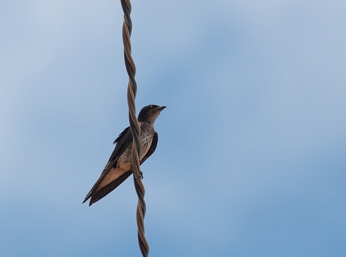 Gray-breasted Martin