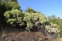 Arctostaphylos viscida viscida