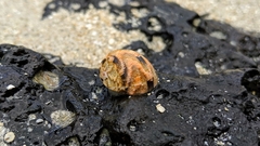Nerita polita