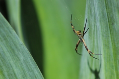 Argiope argentata