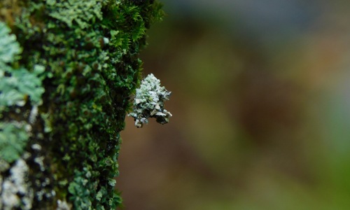 Lichen-carrying Green Lacewing photo 5