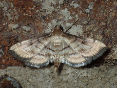 Marasmia trapezalis