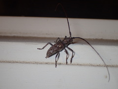 Monochamus carolinensis