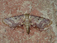 Idaea furciferata