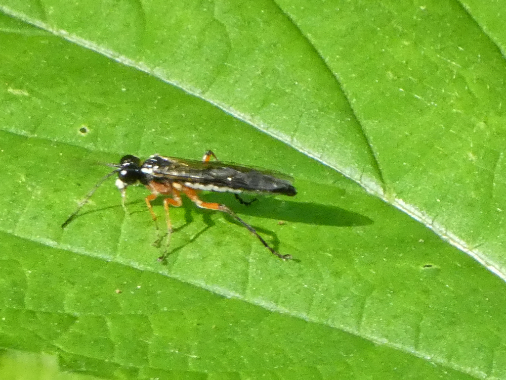 Common Hover Fly Parasitoid Wasp from Neale Woods Nature Reserve, 14323 ...